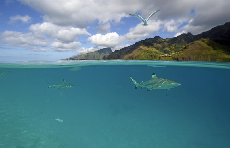 PF Moorea oct 2012 raies requins_49.jpg